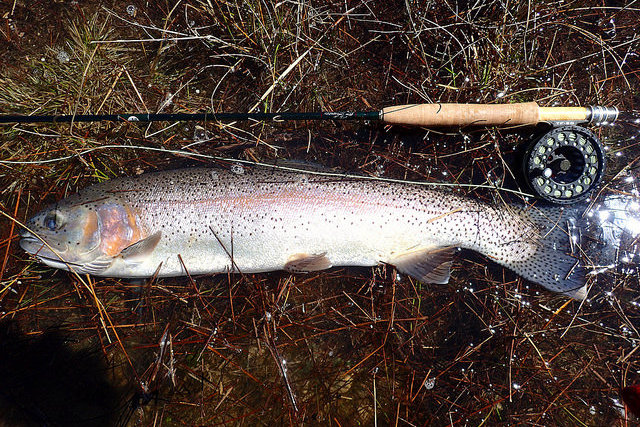 Fly-Fishing Report