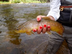 Taylor River Fishing Report August 2017