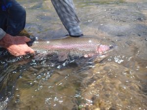 Taylor River Fly Fishing Report October 2017