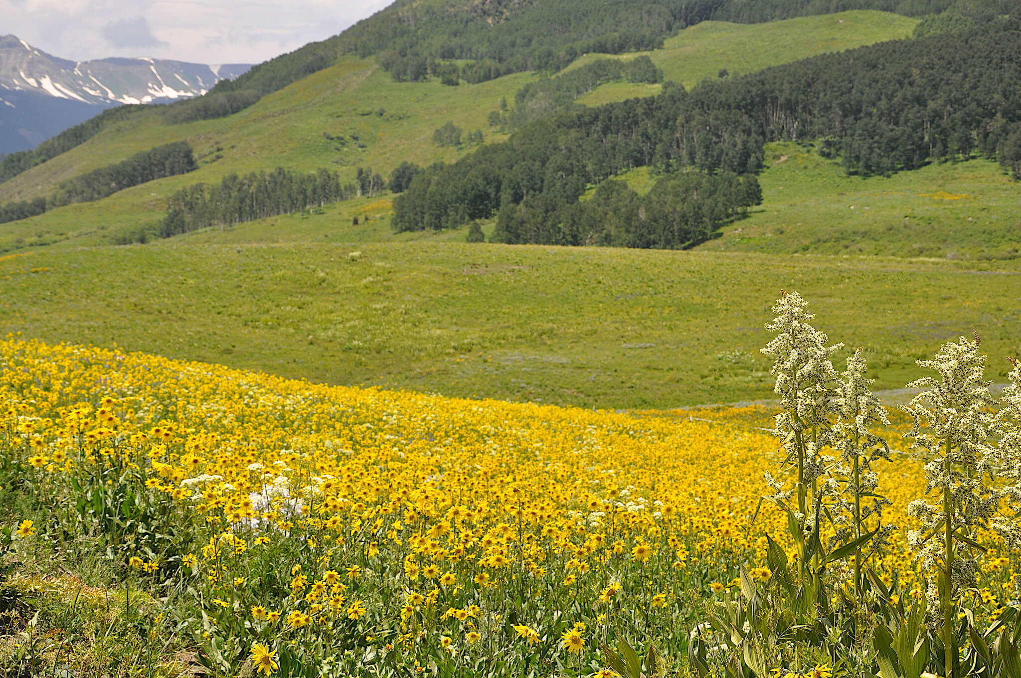 Summer in Wilder on the Taylor