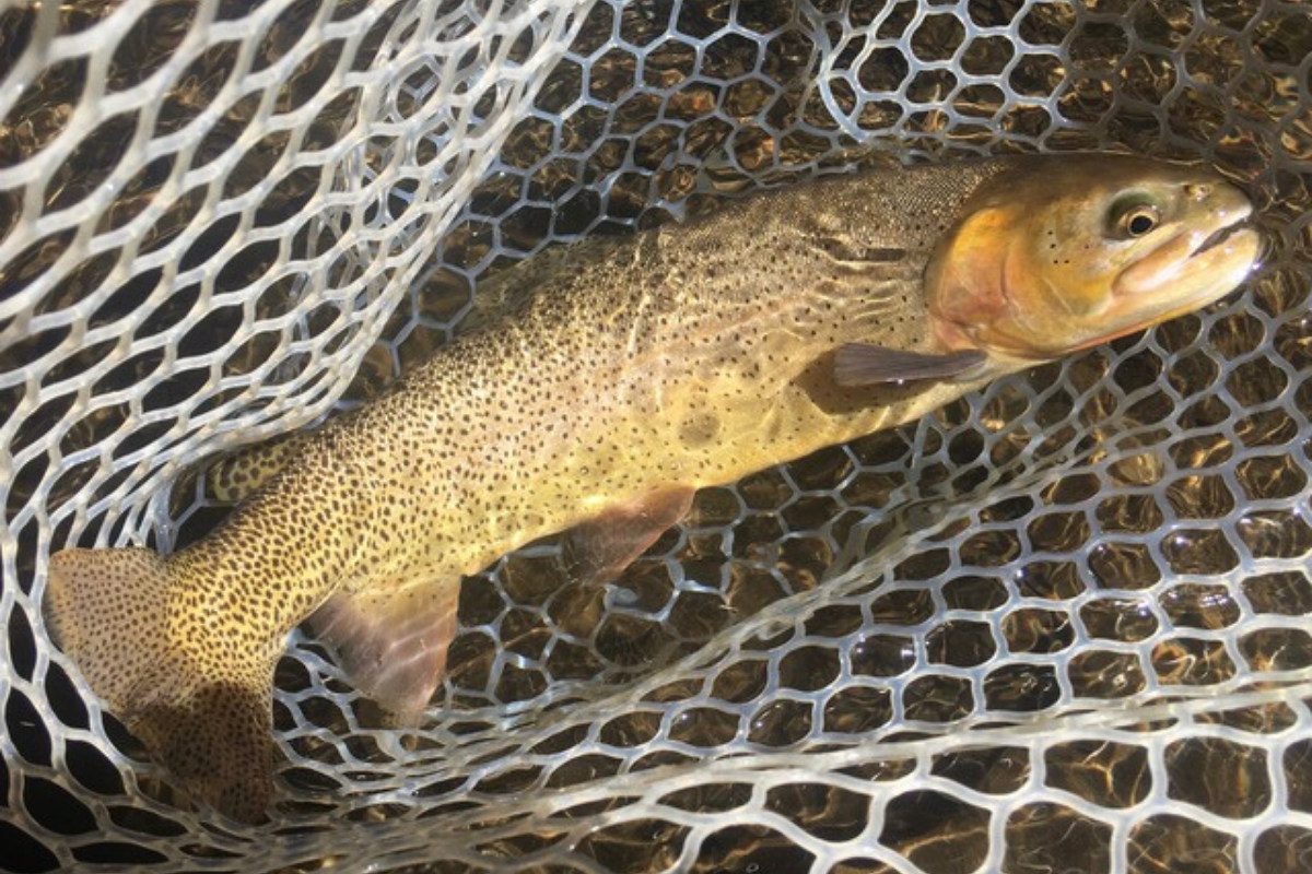 Taylor River Summer Fly Fishing Report: July 2018