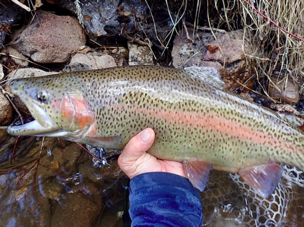 Taylor River Fishing Report: Early August 2020