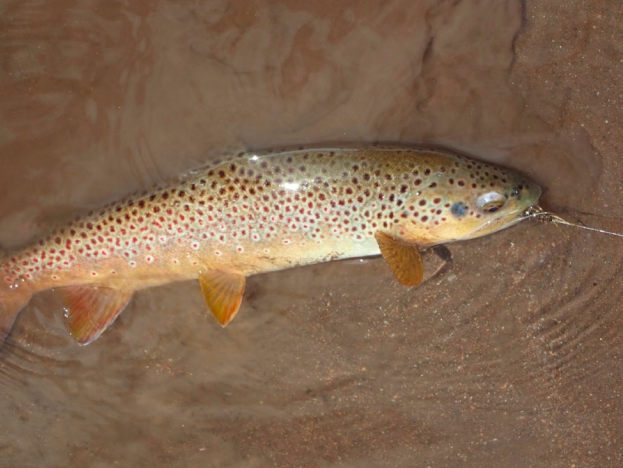 Fly Fishing Report May 2019