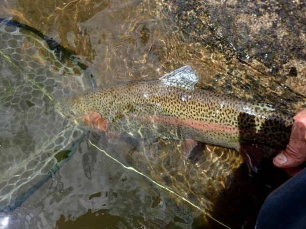 Fly Fishing Report May 2019