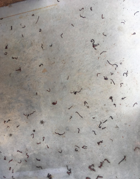 Worms on the Pumphouse Floor