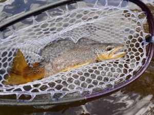 Wilder August fishing report