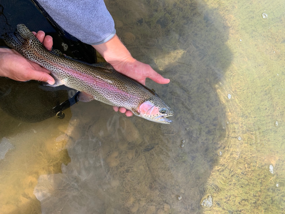 Taylor River Fishing Report: September 2021