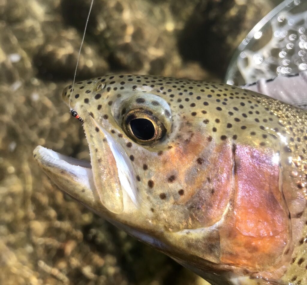 Fall Taylor River Fishing Report