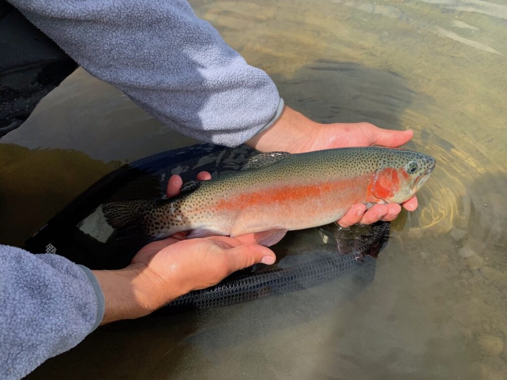 Taylor River Fishing Report August 2021