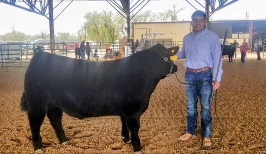 Gunnison Cattlemen's Days Steer Showing