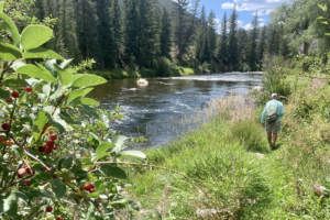 Wilder-Taylor-River-Fishing-Report